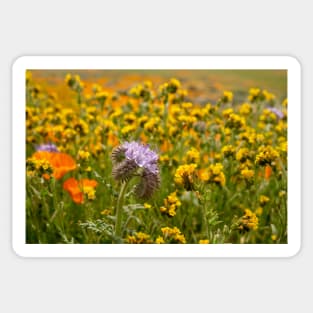 Wildflowers in Bloom Sticker